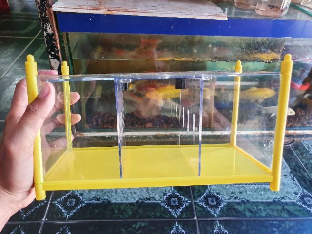 BỂ NHỰA NUÔI LIA THIA 3 NGĂN DÀI 30CM RỘNG 12CM CAO 15CM