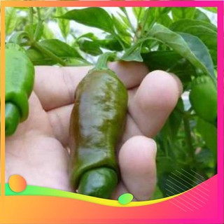 Hạt Giống Ớt Peter - 5 Hạt [ Tặng bộ dụng cụ làm vườn Mini 3 món ] VIETGAR