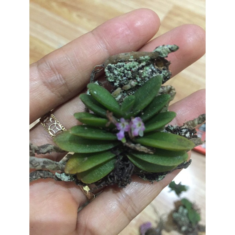 Combo 10 cây hoa lan Trứng Bướm