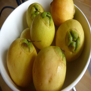 cây lý giống