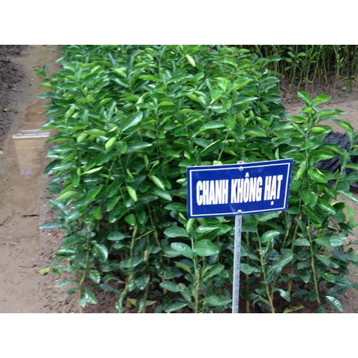 Cây Chanh Không Hạt