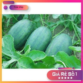 Hạt giống Dưa hấu (0,5g) (MV)