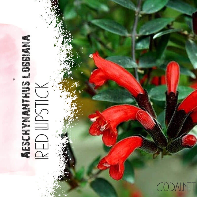 Cây giống Aeschynanthus lobbiana (Son Môi Hồng) chậu nhựa 8cm