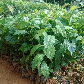 Giống cây xạ đen, cây cao 30-35cm