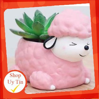 Chậu cừu hồng🔥 |FREESHIP 🌺 SIÊU XINH | LỖI 1 ĐỔI 1