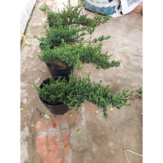 Cây Ngoạ Tùng (tùng lá kim,tùng xà)- tặng kèm phân bón