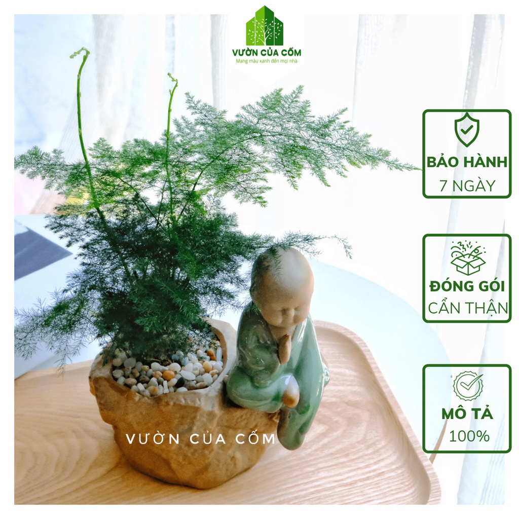 Cây cảnh Thủy Tùng để bàn kết hợp cùng chậu Bình An . Cây phong thủy cho tất cả các mệnh rất thích hợp làm quà tặng