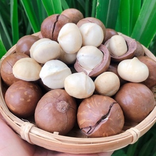 500GRAM HẠT MACCA DAKLAK SẤY LẠNH CHUẨN SIZE