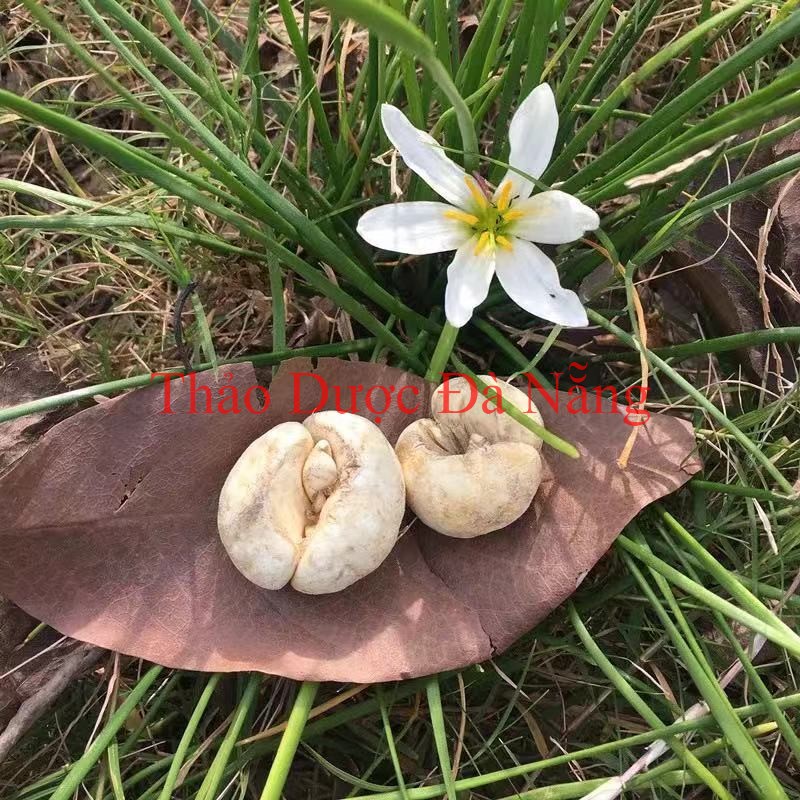 Thổ Bối Mẫu loại 1 _100 gram