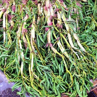 Hạt Rau Nhút ( Rau Nhúc ) - gói 1 gram