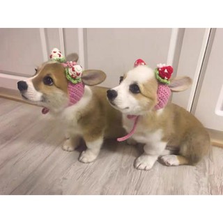 Nón len trái dâu cho mèo, cún, thỏ,...