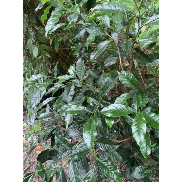 Trà xanh tươi loại 300g