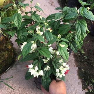 Cây Hoa Ngọc Nữ Trồng Bầu Đen (Đã có thể ra hoa)