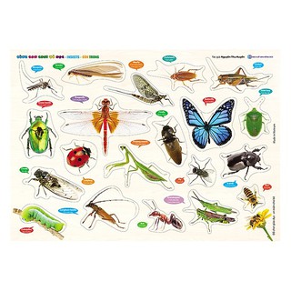 Đồ chơi - Bảng Gỗ núm nhựa Cùng Con Chơi và Học - Côn Trùng - Insects