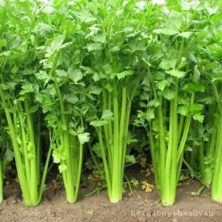 HẠT GIỐNG CẦN TÂY F1