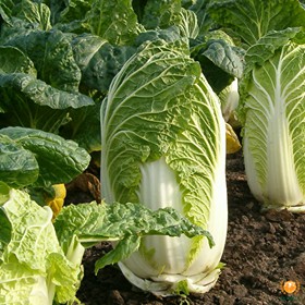 Hạt Giống Cải Thảo Thái Lan Năng Suất, Giòn, Ngọt, Giàu Dinh Dưỡng Gói 500-700 hạt