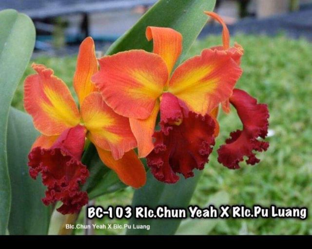 Combo 4 Mã lan Cattleya Nhập Thái Lan