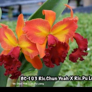 Combo 4 Mã lan Cattleya Nhập Thái Lan