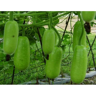 [Rau Củ Quả] - Gói 2g hạt giống bầu sao F1