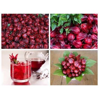 Hạt giống cây Aitiso đỏ F1 _ Bụt giấm - Bụp giấm