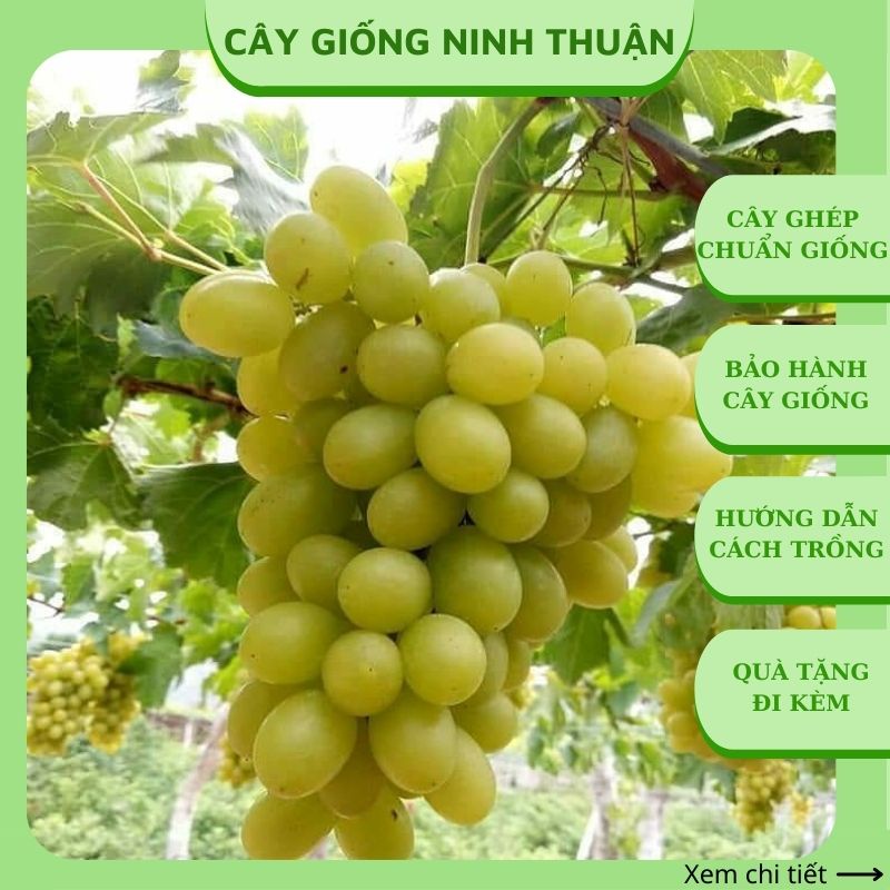 Cây nho giống Xanh trái dài Ninh Thuận leo giàn NX02