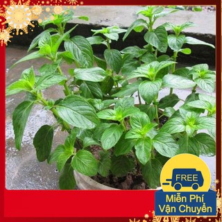 Hạt Giống Cây Bạc Hà