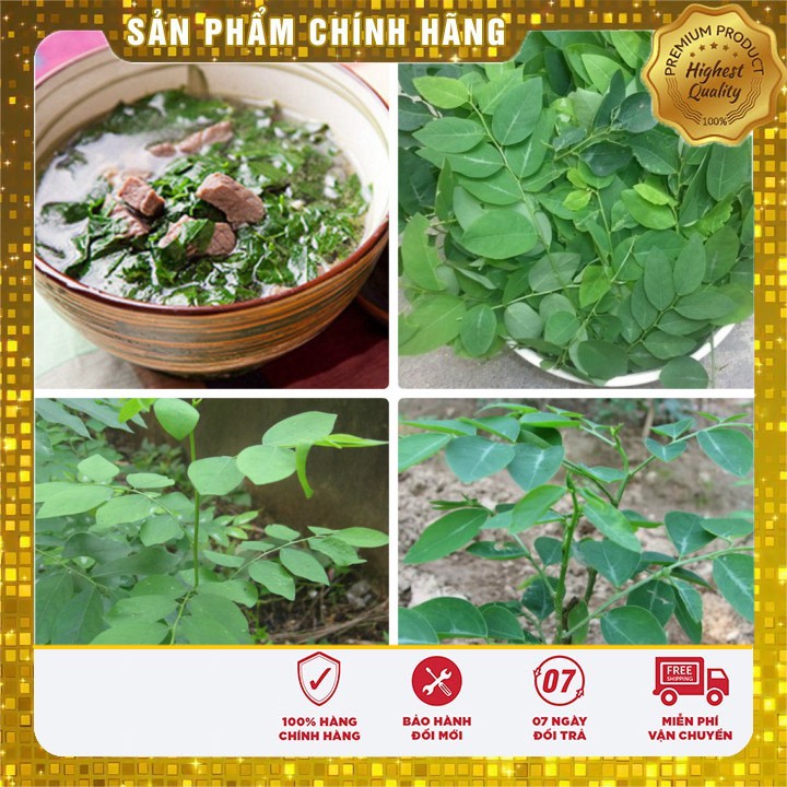 Hạt giống cây rau ngót dinh dưỡng gieo trồng quanh năm ( gói 1 gam)