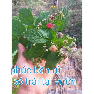 Cây phúc bồn tử (cây mâm xôi