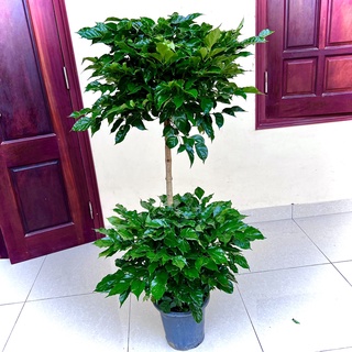 Cây Hạnh Phúc 2 tầng cao 1m5