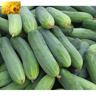 Hạt Giống Dưa Chuột Nếp Ta (30 Hạt)