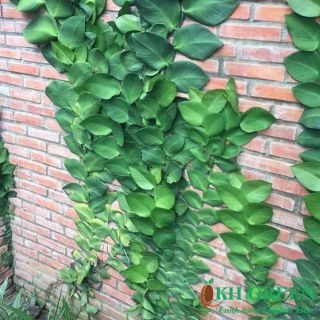 Cây 🌲 Kắt Kè ♌ leo tường.
