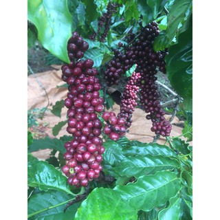Cà phê Đắk Lắk (Loại 0,5 kg)