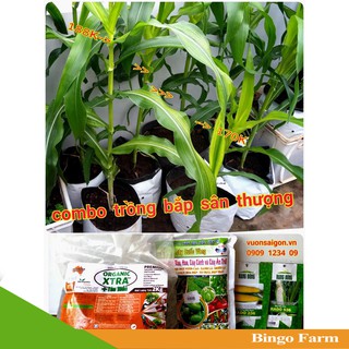 Combo trồng cây bắp trên sân thượng