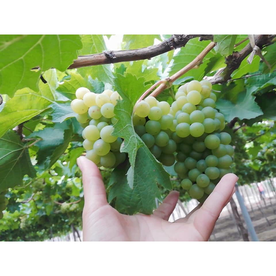 Cây nho giống Đỏ Ninh Thuận leo giàn trồng chậu thùng xốp NG01