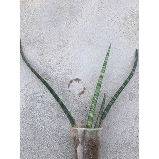 Cây giống ngà  voi