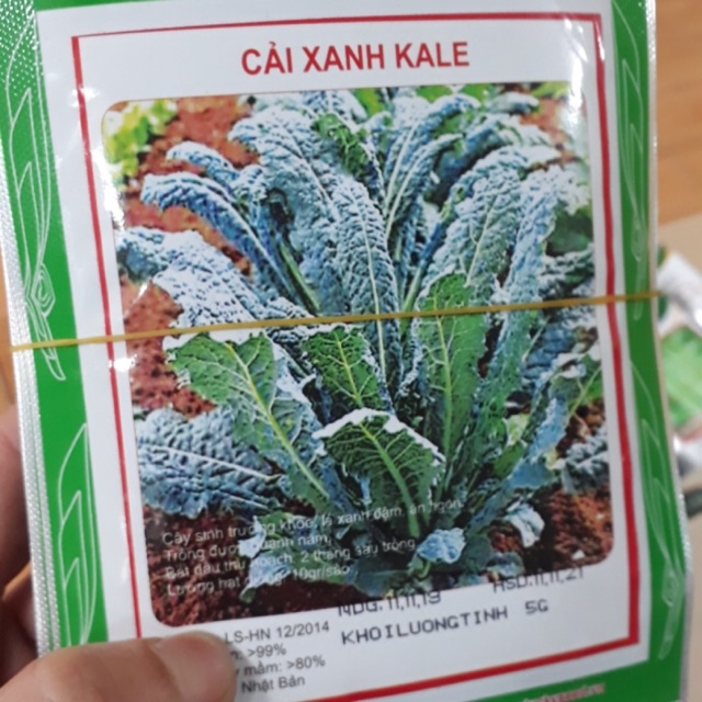 Cải xanh kale