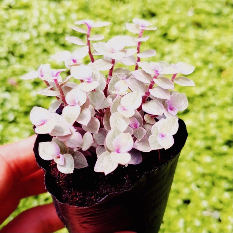 Cỏ pink lady SONDA GARDEN size bé 5-8cm, xuất xứ Đà Lạt, khoẻ đẹp, lỗi 1 đổi 1