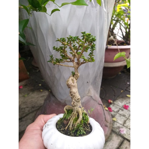 Bộ chậu cây Sam hương bonsai để bàn