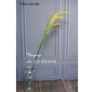 Bông lúa dài cao cấp