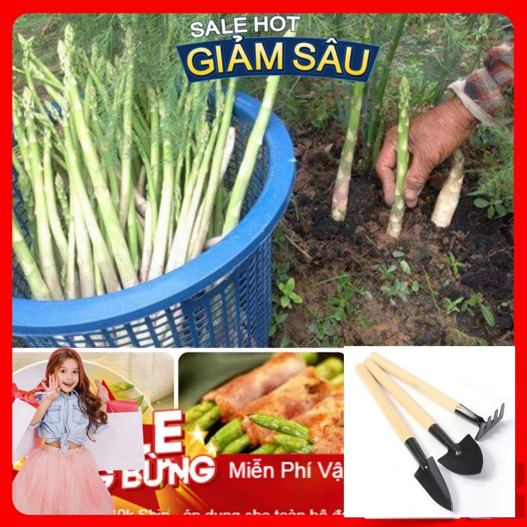 Hạt Giống Măng Tây Xanh F1 - 10 Hạt / Gói - Tặng Kèm Bộ Dụng Cụ Trồng Cây Mini