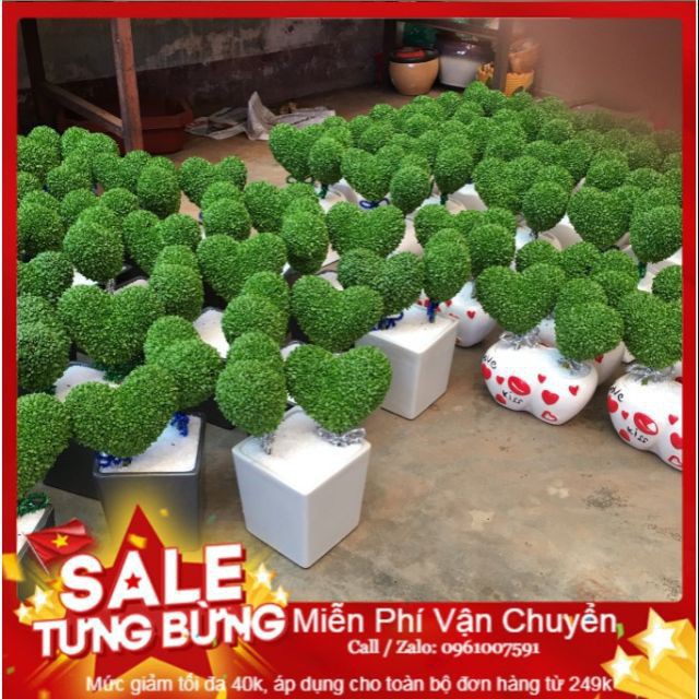 Hạt Giống Cỏ May Mắn - 100 Hạt