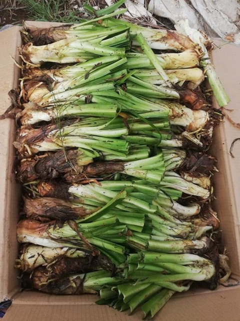 Củ giống hoa thanh anh