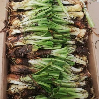 củ giống hoa thanh anh
