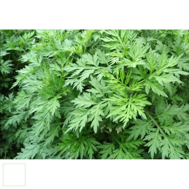 1kg lá cây ngải cứu khô hàng loại 1