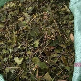 Chè vằng sẻ khô Quảng Trị