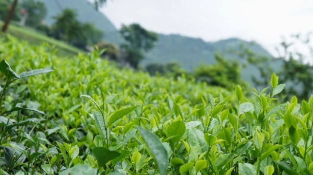 Chè Thái Nguyên 200g 500g