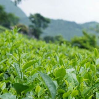 Chè Thái Nguyên 200g 500g