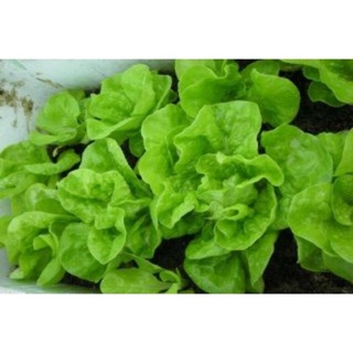 Hạt giống rau xà lách 2gr( xà lách đăm)