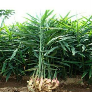 Cây gừng giống  lá to củ khoẻ
