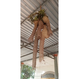Tổ chim dòng dọc ( tổ cái)